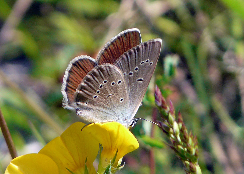 Licenide da identificare